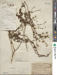 Chrysanthemum indicum image