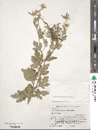 Chrysanthemum japonicum image