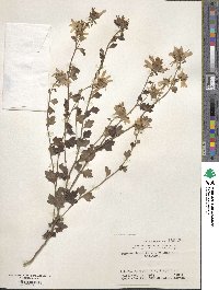 Chrysanthemum japonicum image