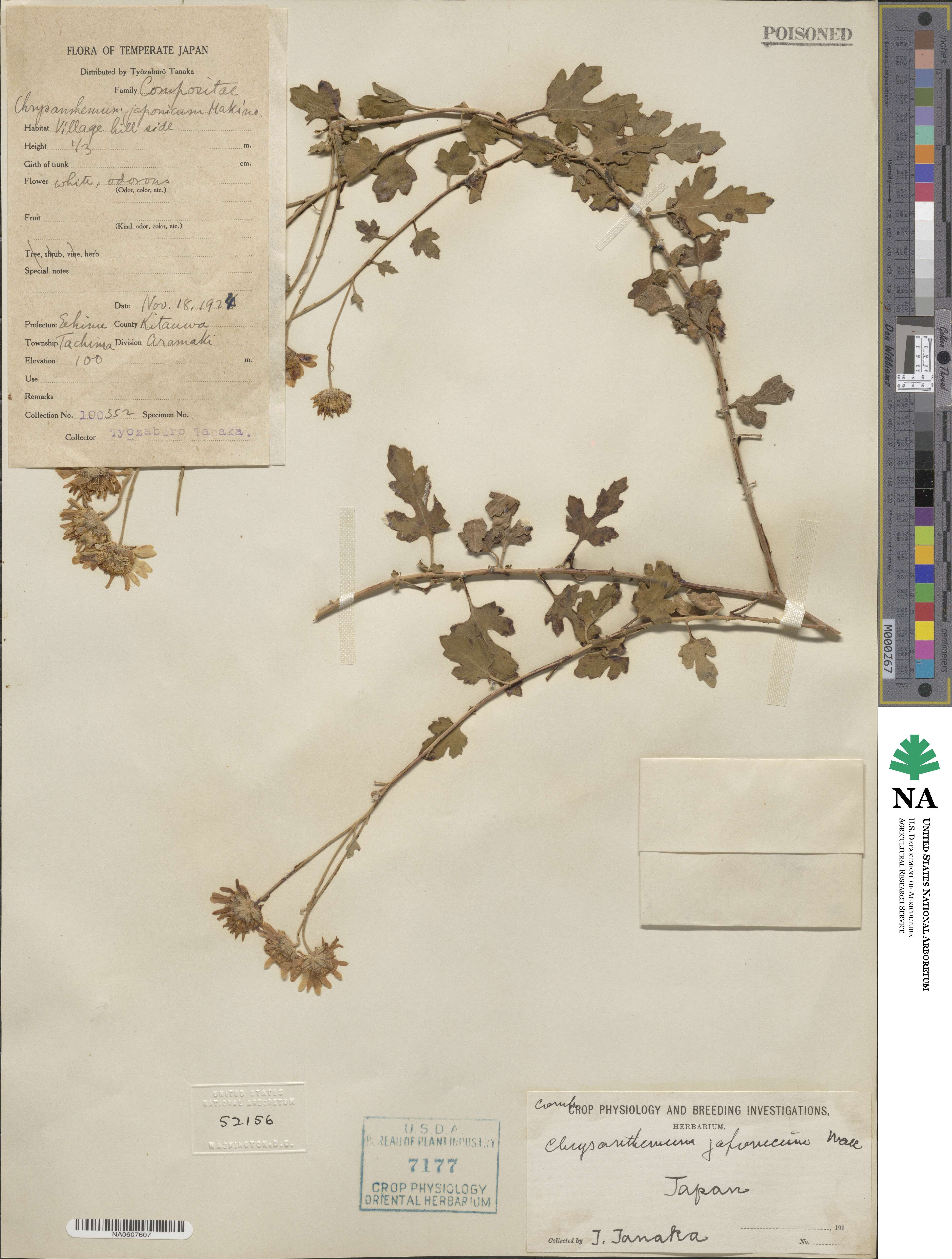 Chrysanthemum japonicum image
