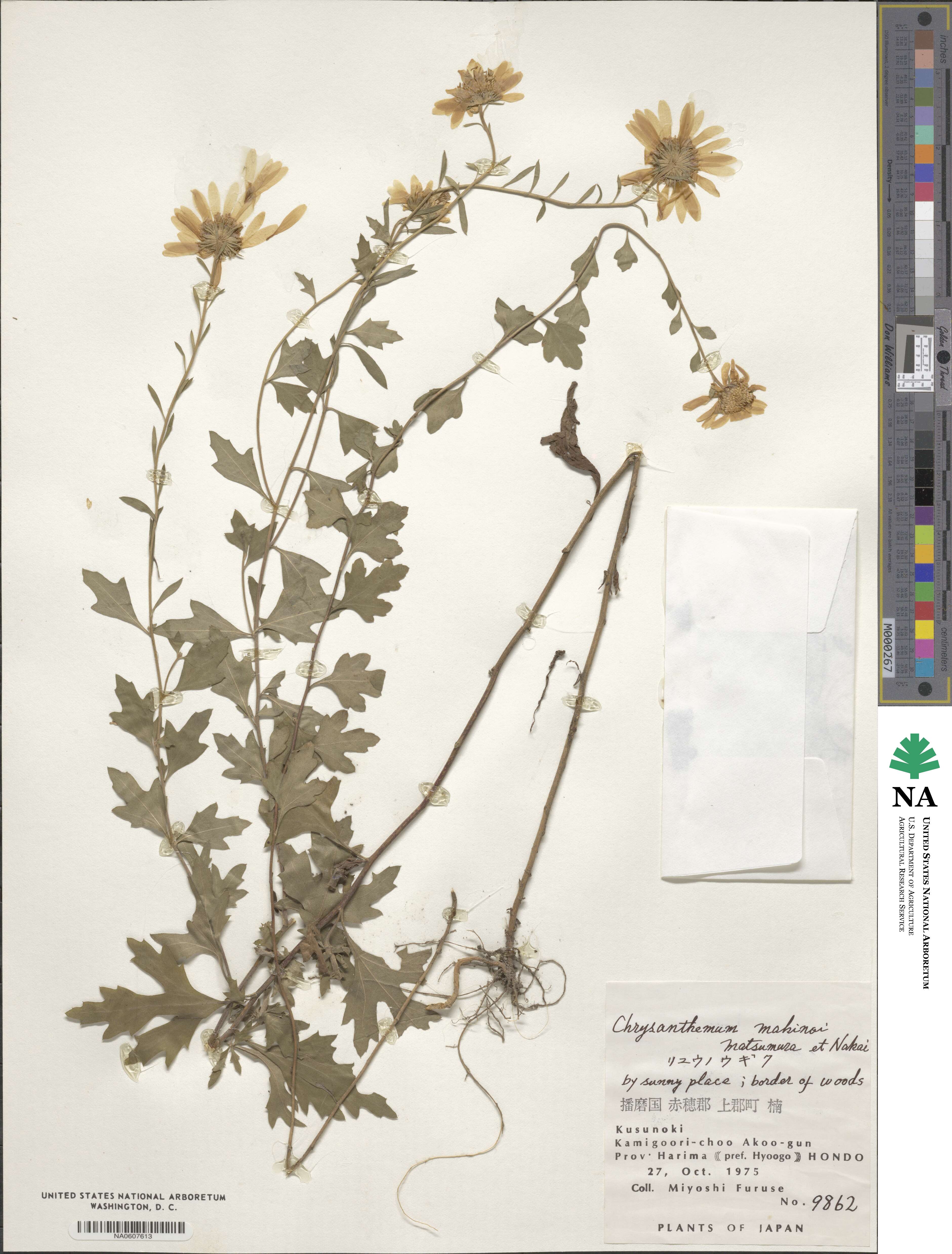 Chrysanthemum japonicum image
