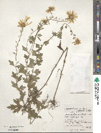 Chrysanthemum japonicum image