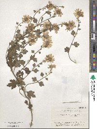 Chrysanthemum japonicum image