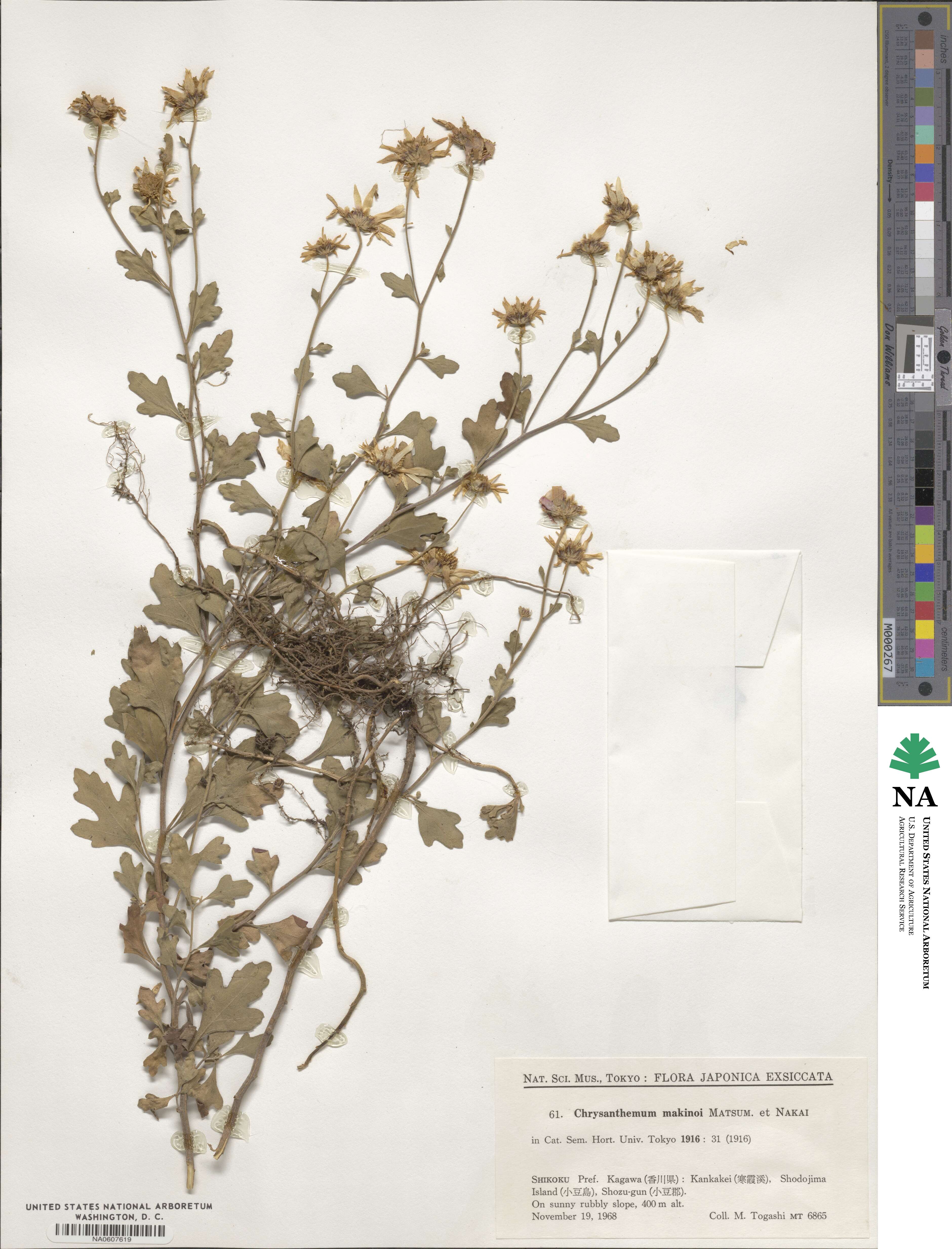Chrysanthemum japonicum image