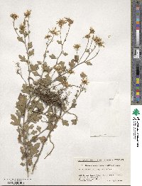 Chrysanthemum japonicum image