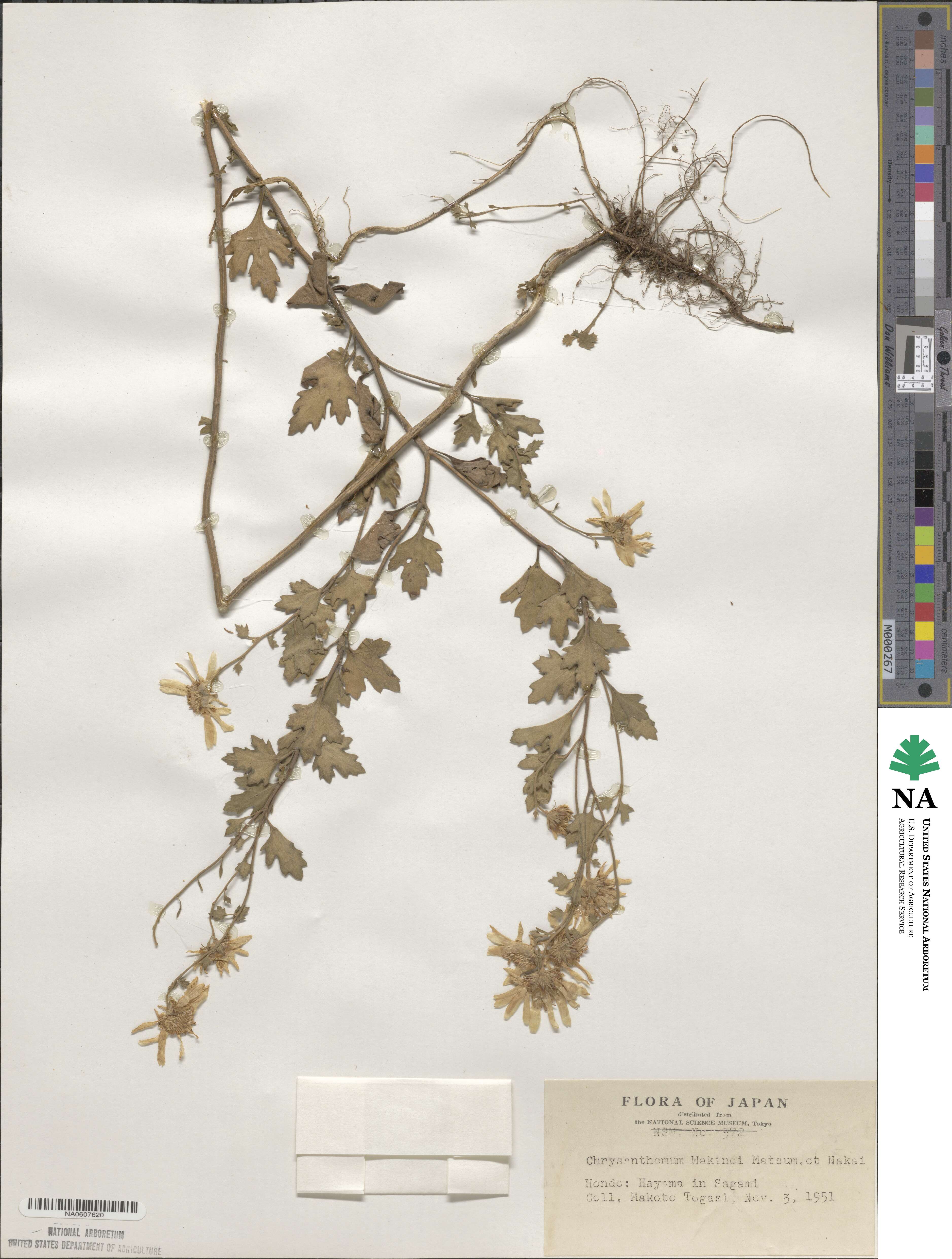 Chrysanthemum japonicum image
