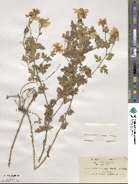 Chrysanthemum japonicum image