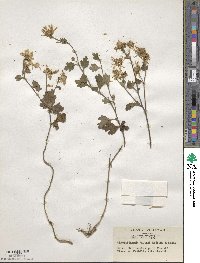 Chrysanthemum japonicum image