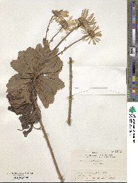 Image of Nipponanthemum nipponicum