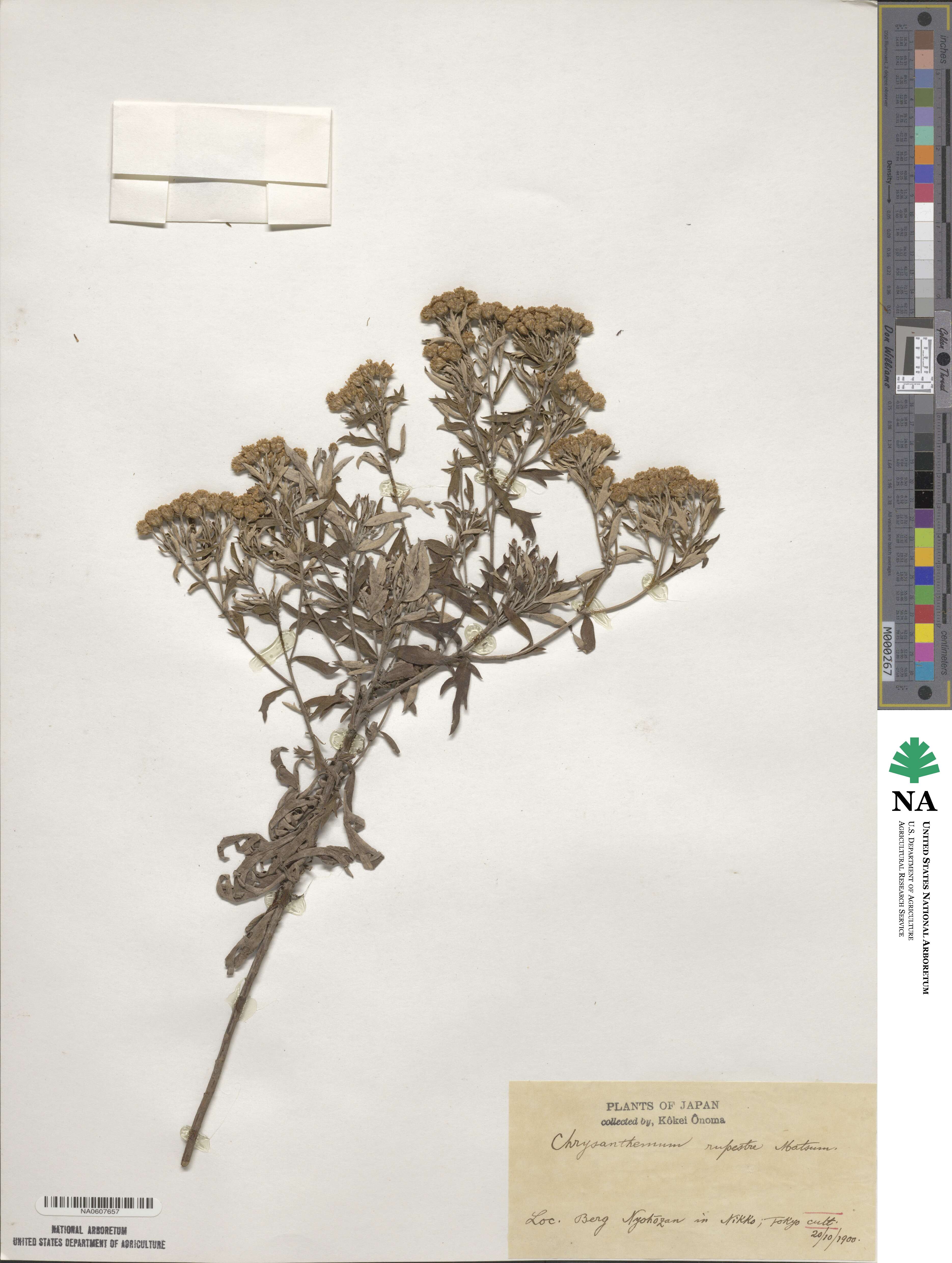 Chrysanthemum rupestre image