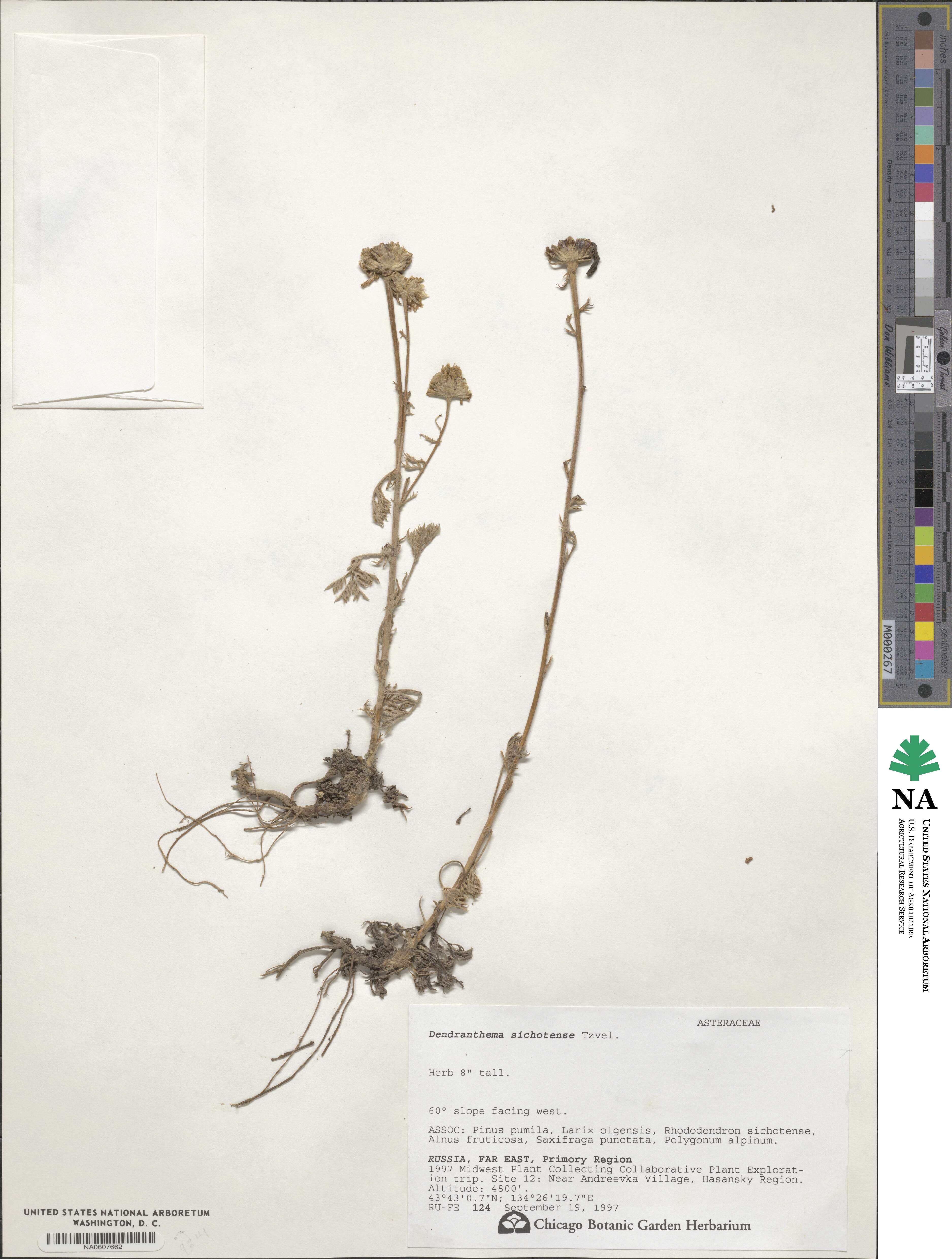 Chrysanthemum oreastrum image