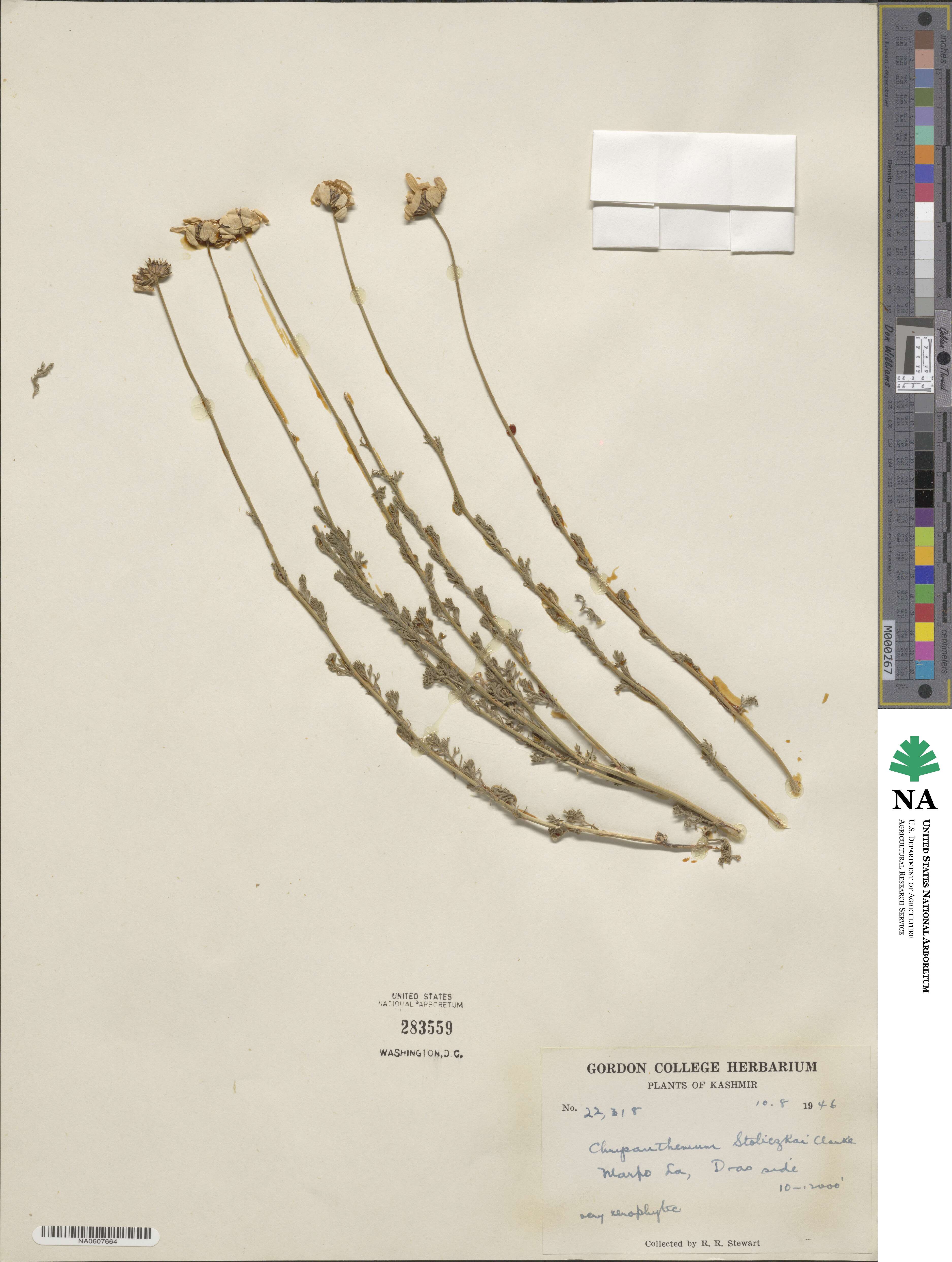 Tanacetum stoliczkae image