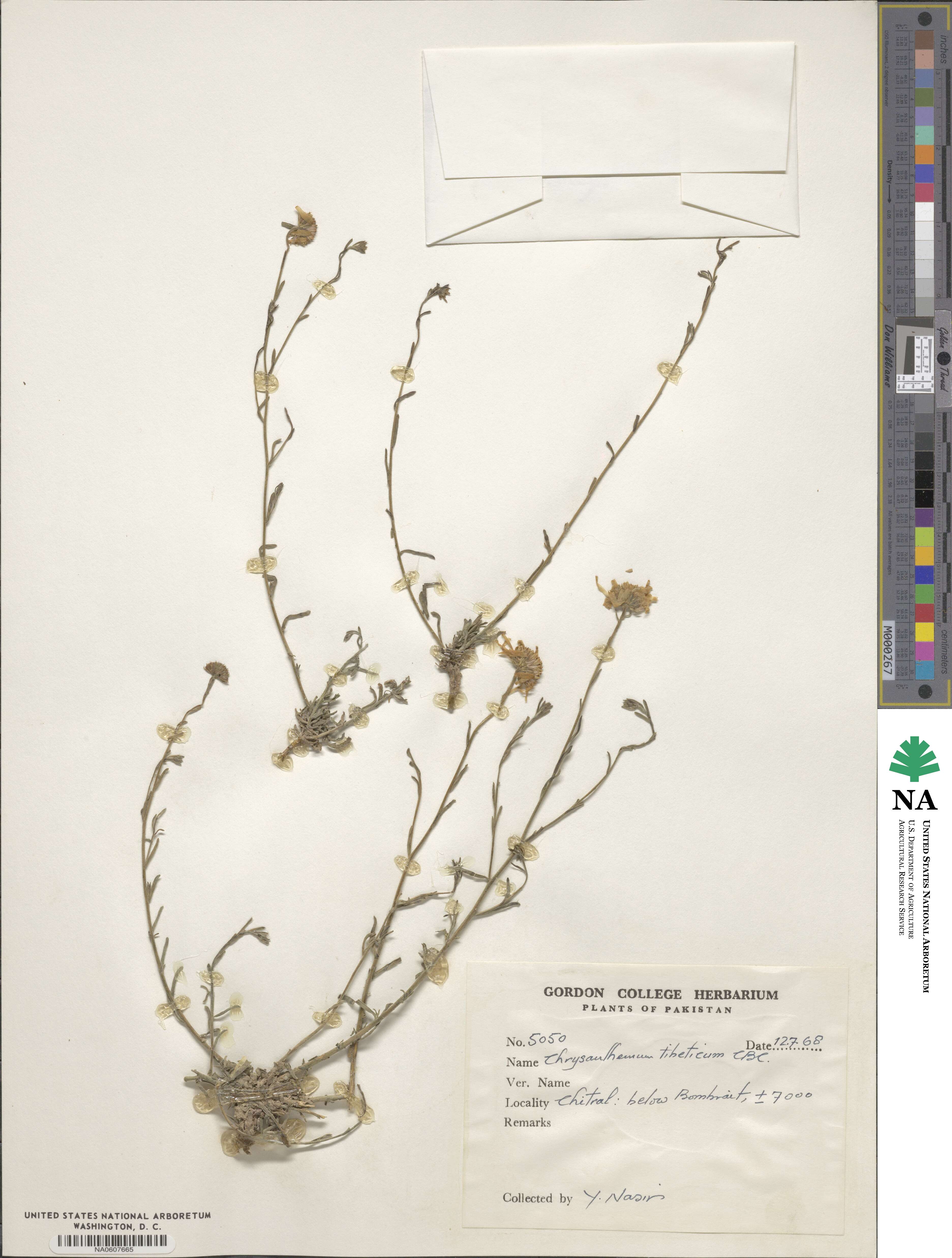 Chrysanthemum tibeticum image