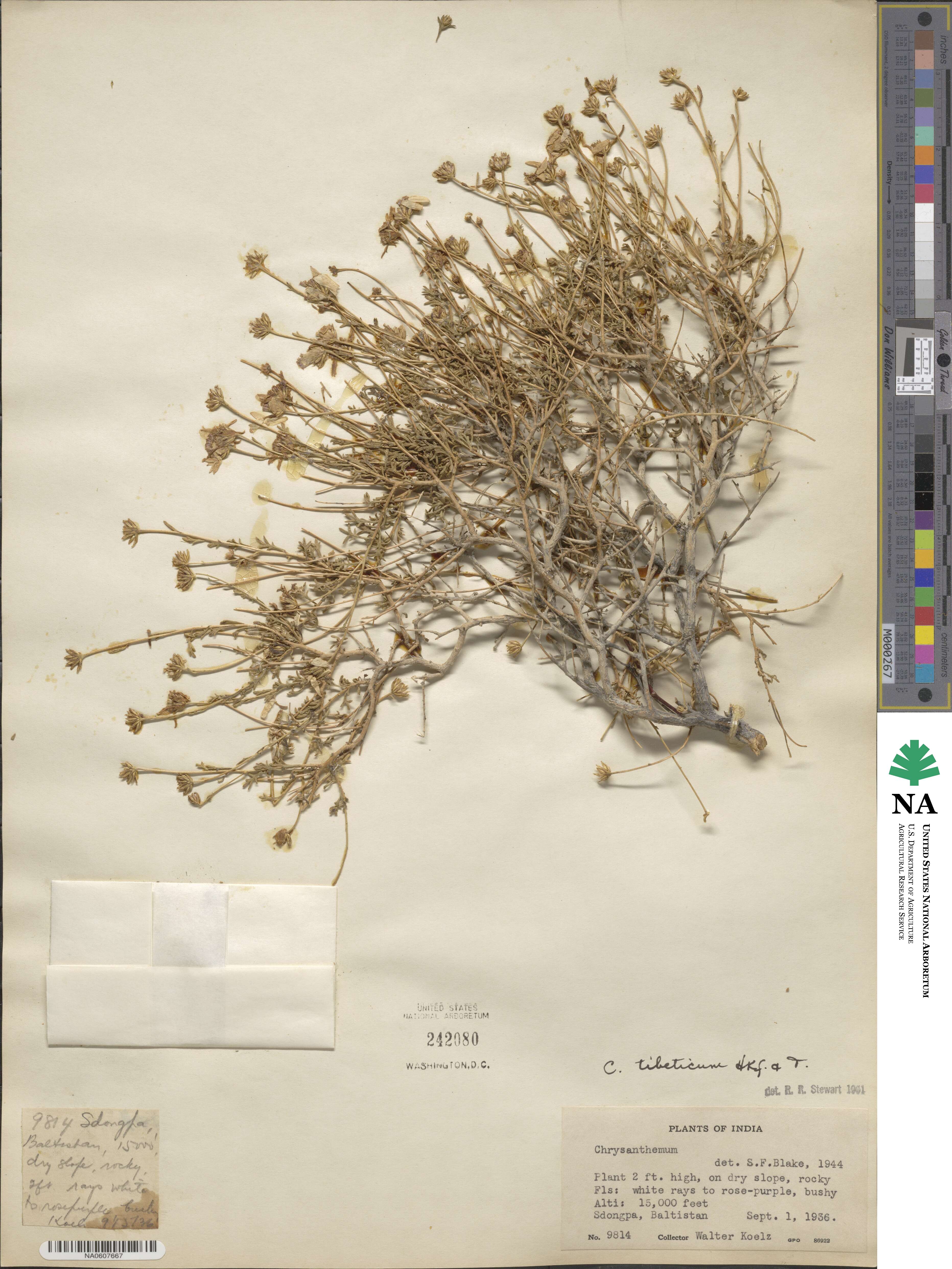 Chrysanthemum tibeticum image