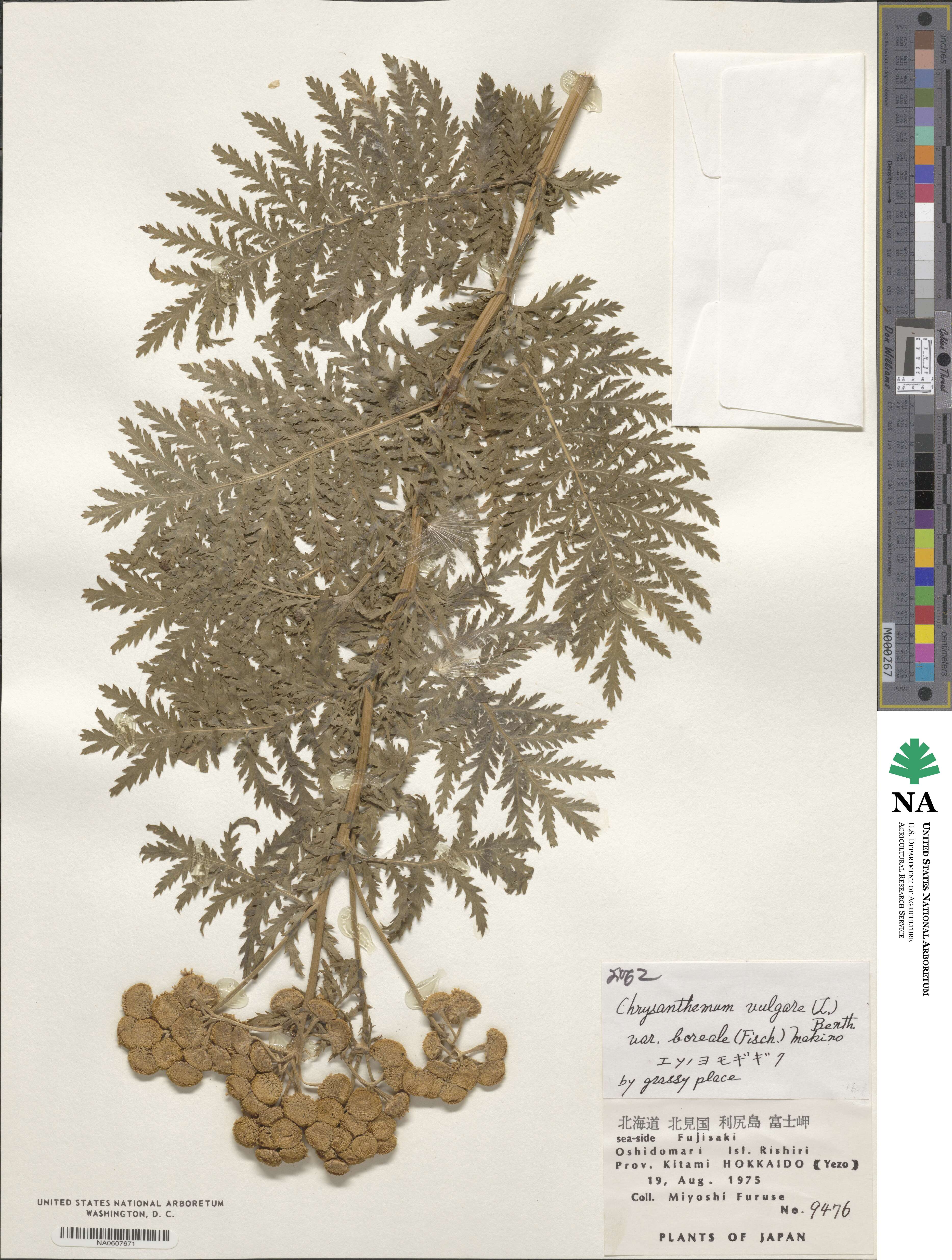 Tanacetum vulgare subsp. vulgare image