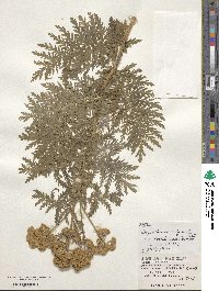 Tanacetum vulgare image