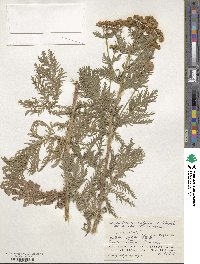 Tanacetum vulgare subsp. vulgare image