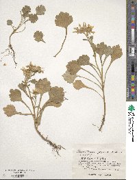 Arctanthemum arcticum subsp. maekawanum image