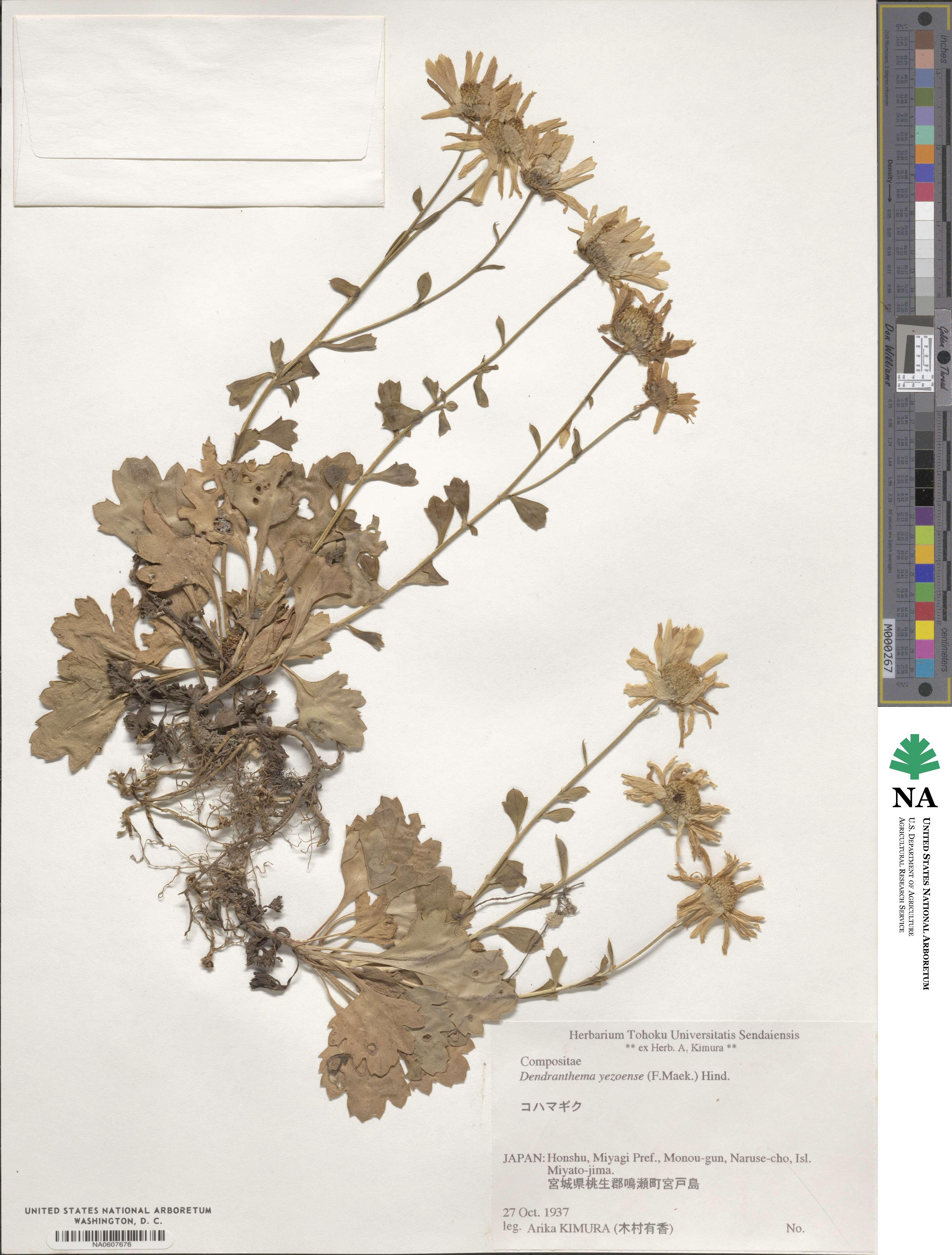Arctanthemum arcticum image