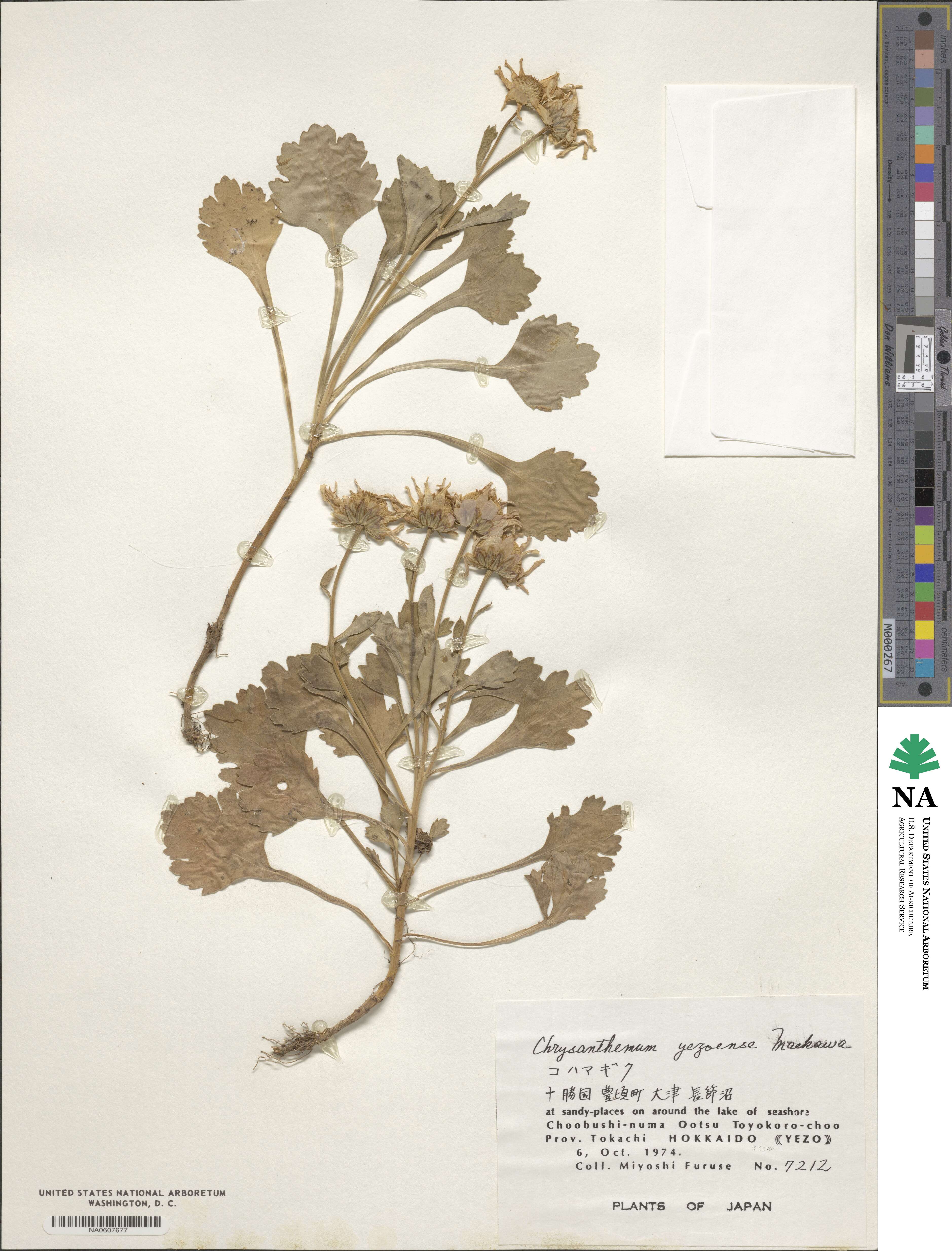 Arctanthemum arcticum subsp. maekawanum image