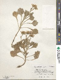 Arctanthemum arcticum image