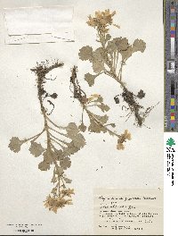 Arctanthemum arcticum subsp. maekawanum image