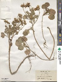 Arctanthemum arcticum subsp. maekawanum image