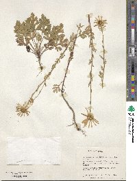 Image of Chrysanthemum naktongense