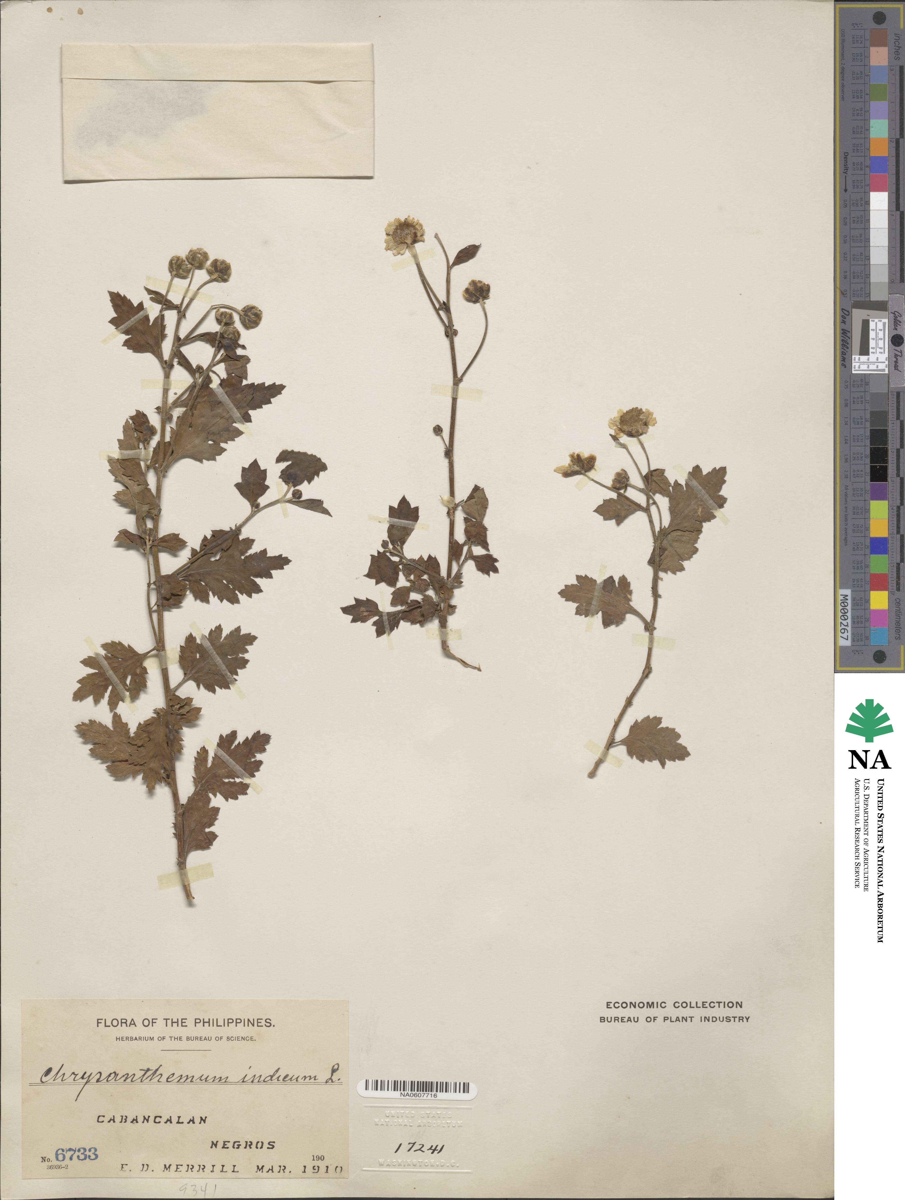 Chrysanthemum indicum image