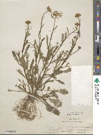 Chrysanthemum ceratophylloides image