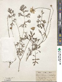 Tanacetum cinerariifolium image