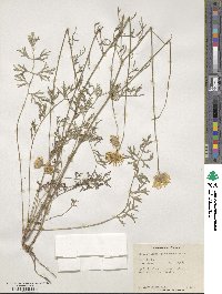 Tanacetum cinerariifolium image