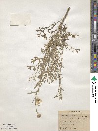 Tanacetum cinerariifolium image