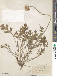 Tanacetum cinerariifolium image