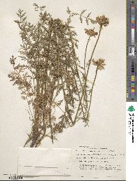 Tanacetum coccineum subsp. coccineum image