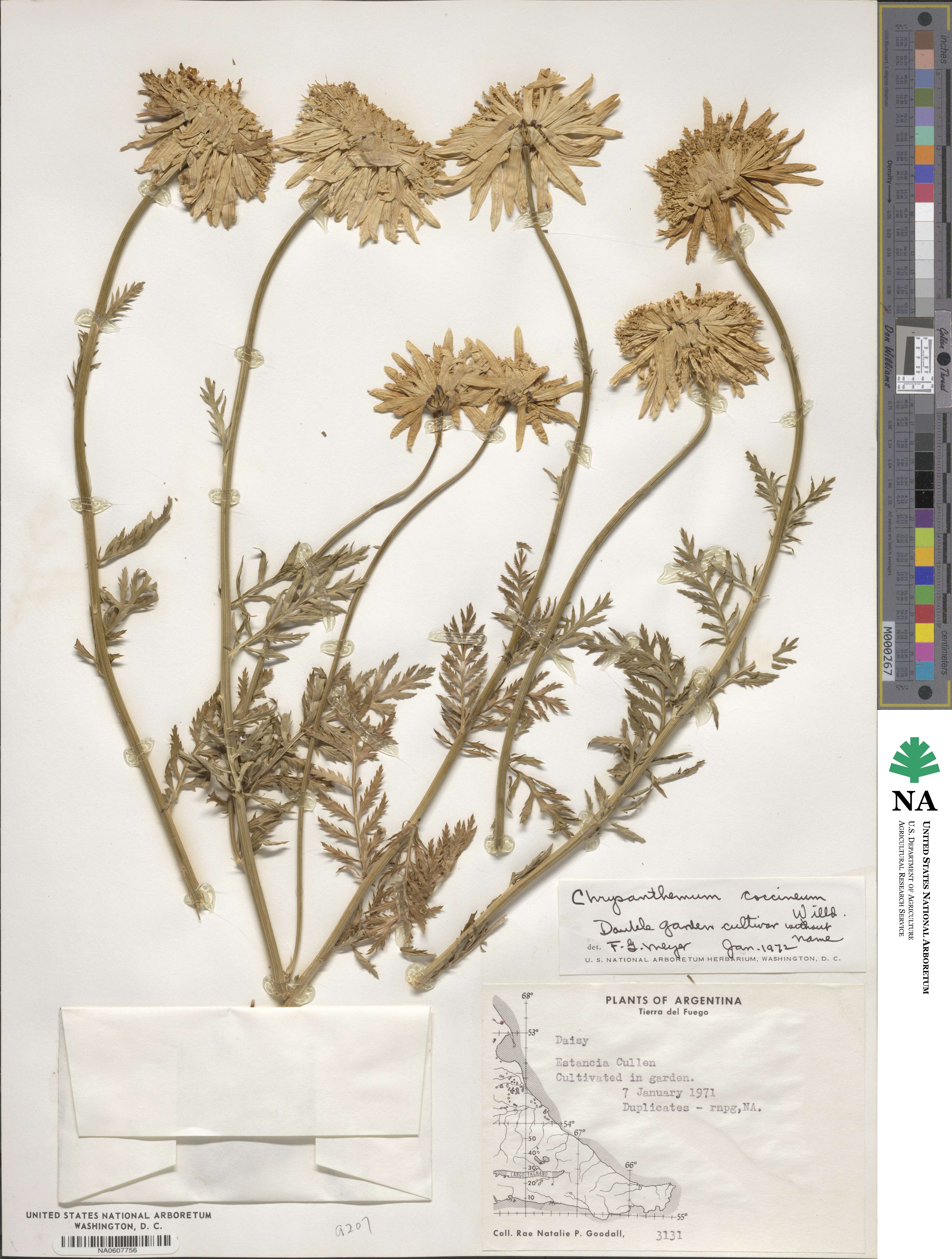 Tanacetum coccineum subsp. coccineum image