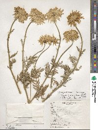 Tanacetum coccineum image