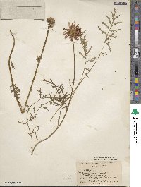 Tanacetum coccineum image