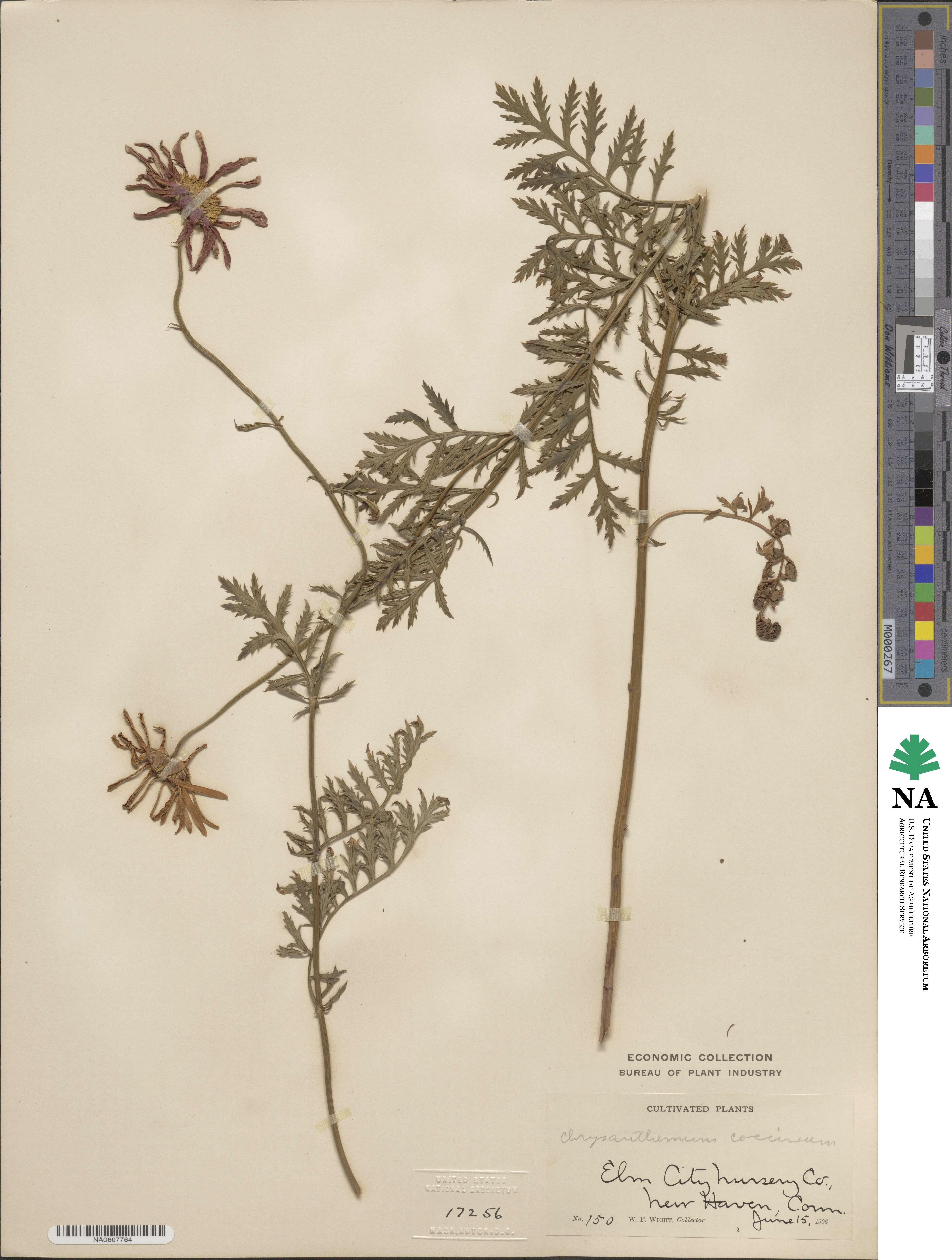 Tanacetum coccineum subsp. coccineum image
