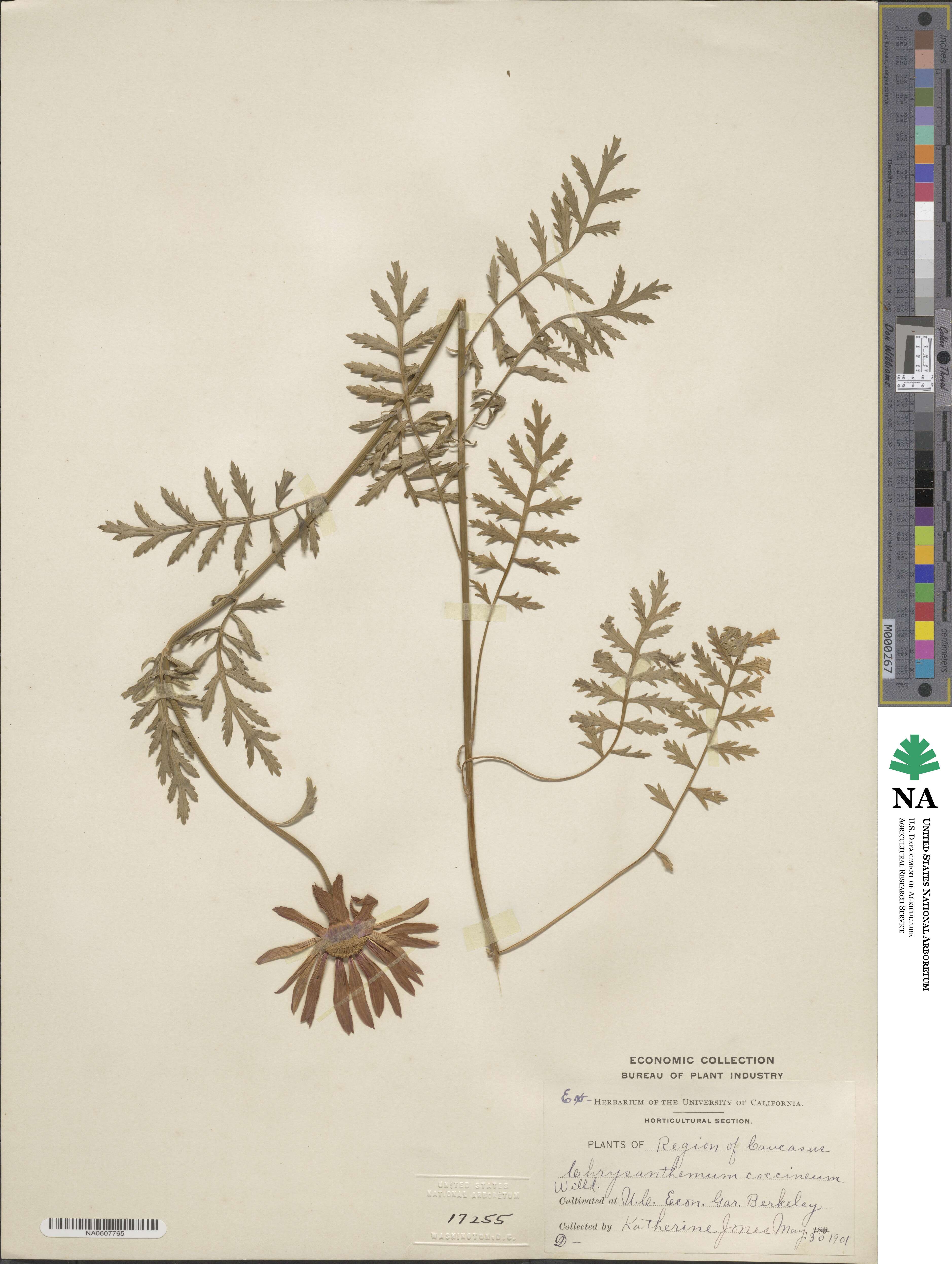 Tanacetum coccineum subsp. coccineum image