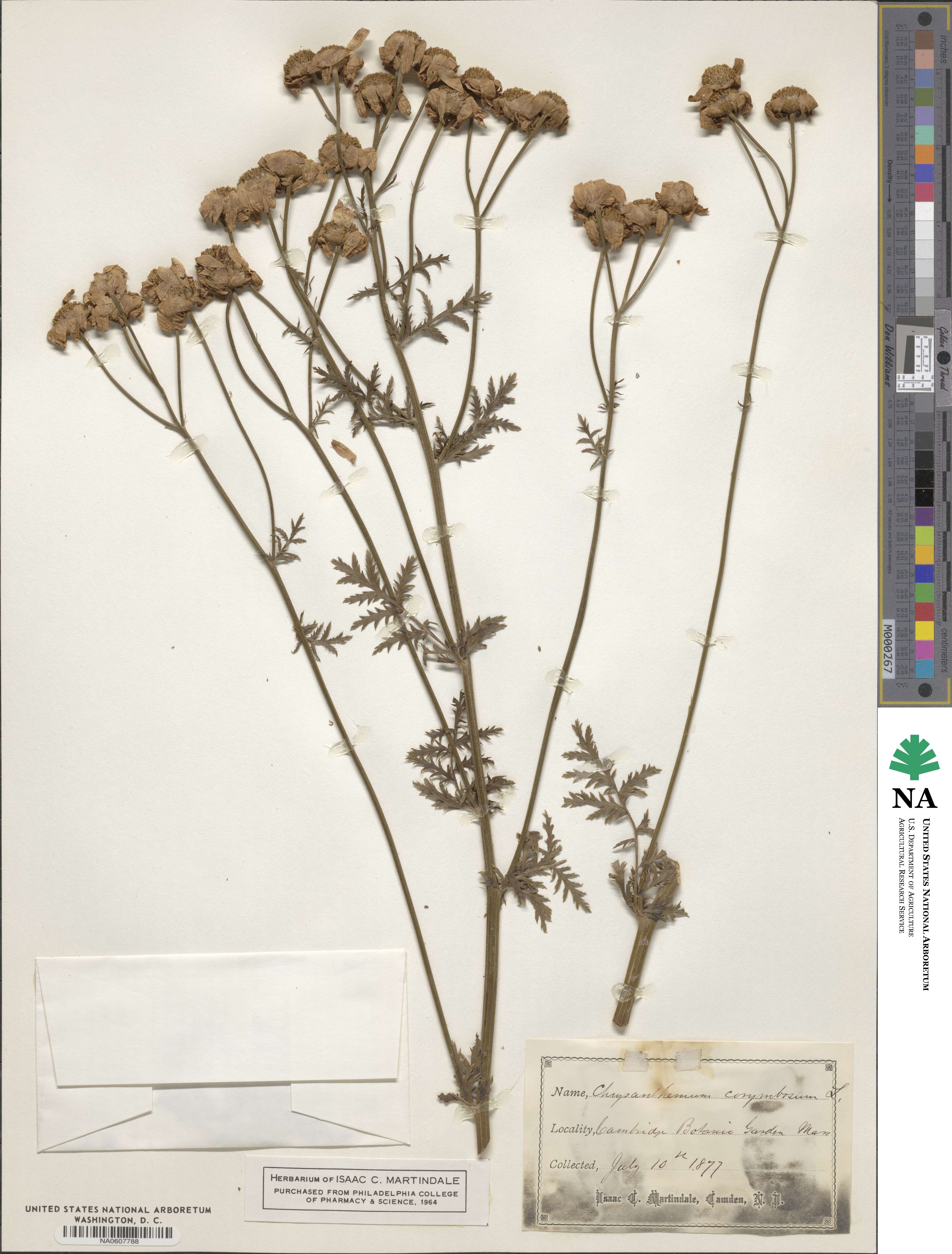 Tanacetum corymbosum subsp. corymbosum image