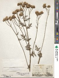 Tanacetum corymbosum subsp. corymbosum image