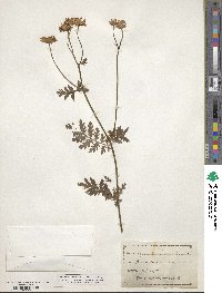 Tanacetum corymbosum image