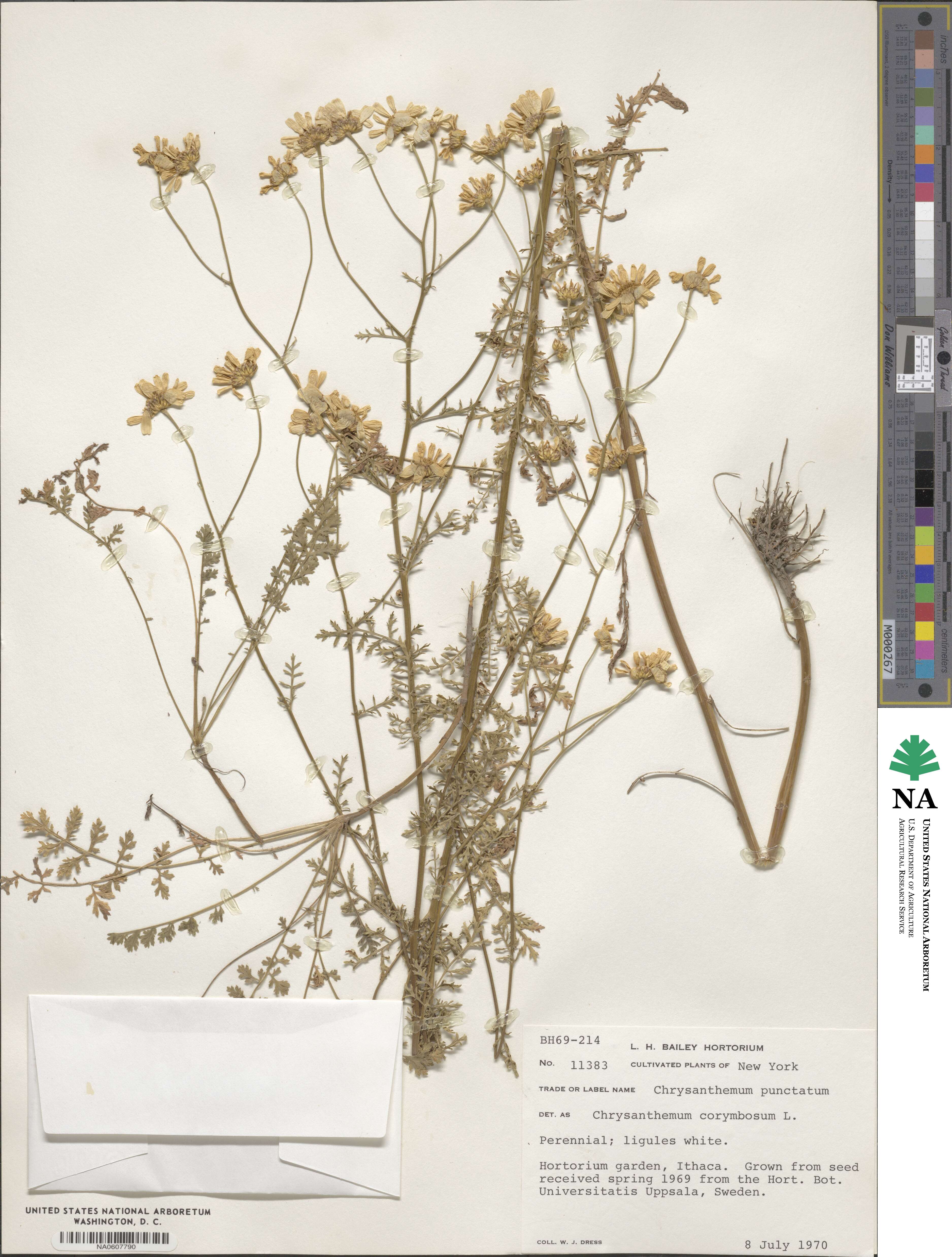 Tanacetum corymbosum image