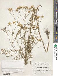 Tanacetum corymbosum image