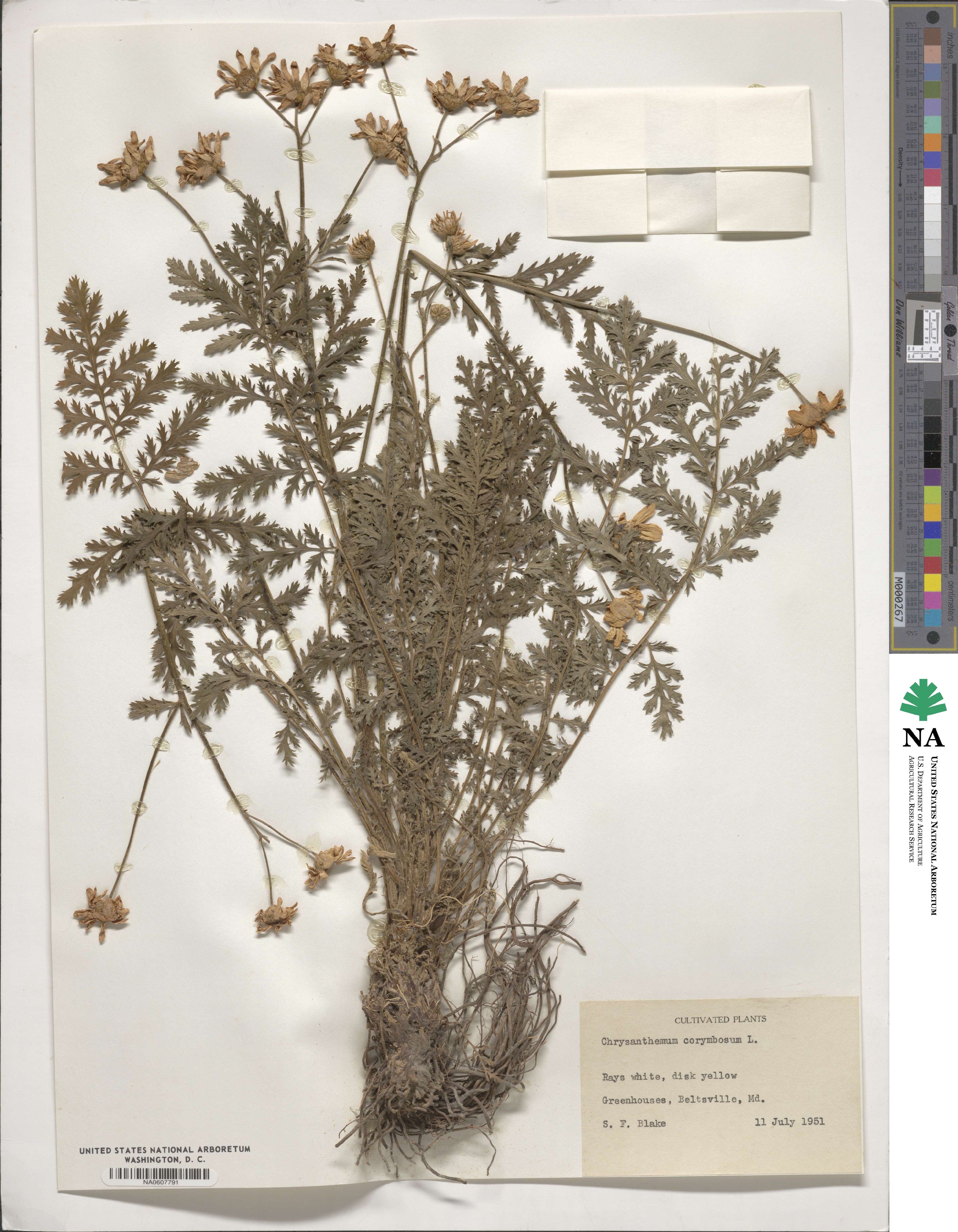 Tanacetum corymbosum subsp. corymbosum image