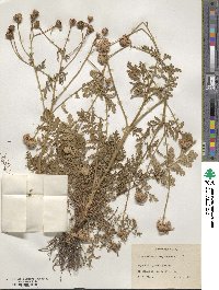 Tanacetum corymbosum subsp. corymbosum image