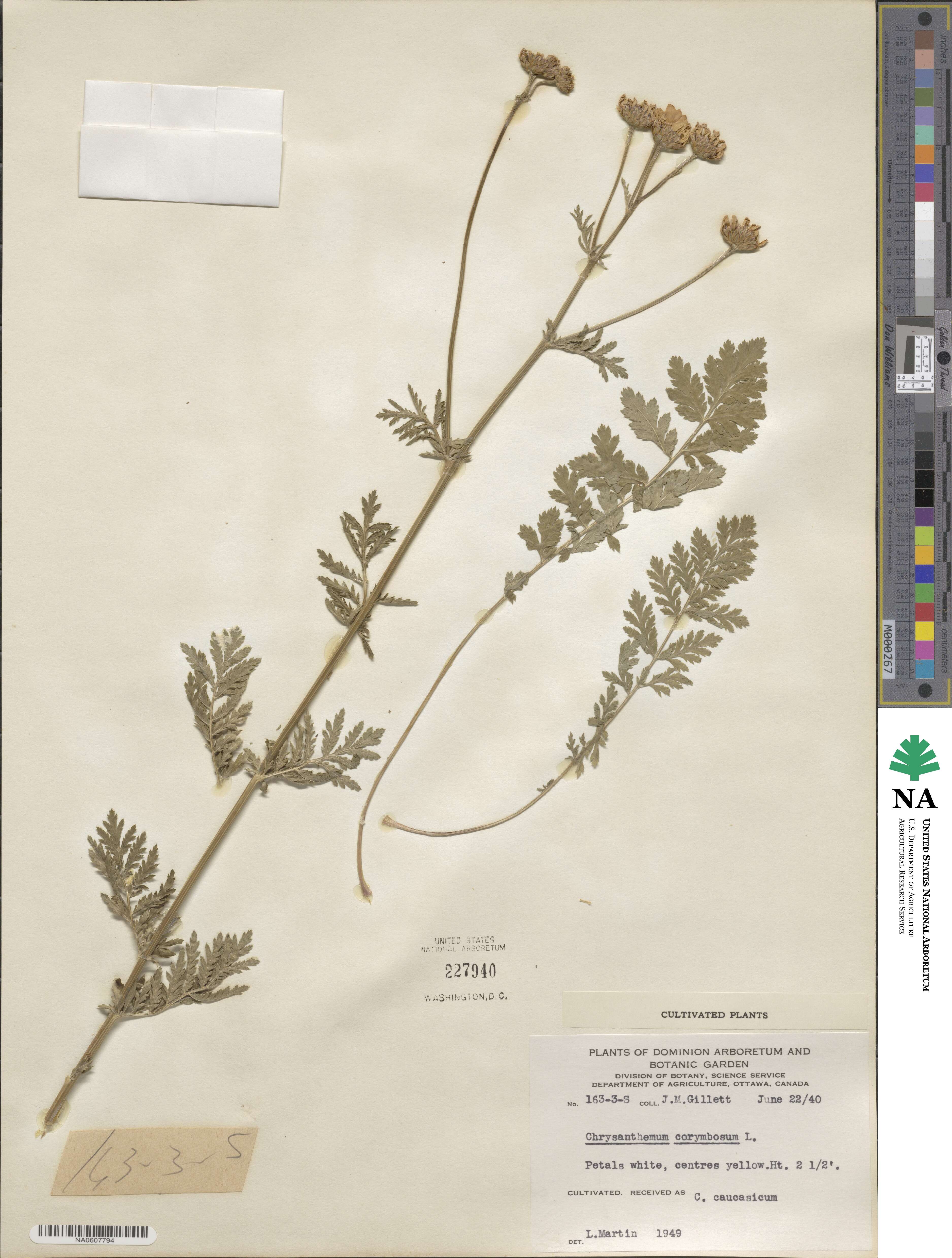 Tanacetum corymbosum subsp. corymbosum image