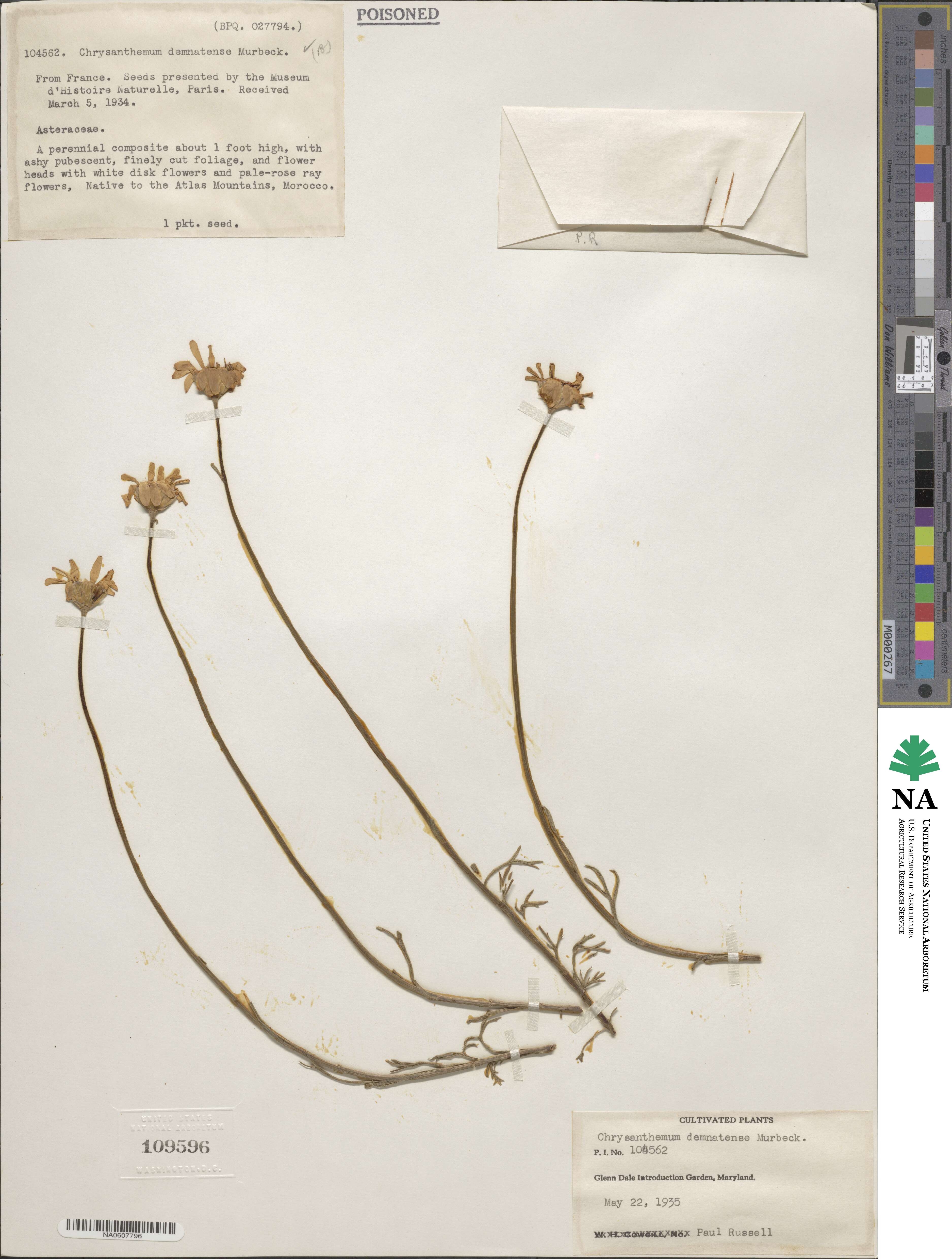 Rhodanthemum gayanum subsp. demnatense image