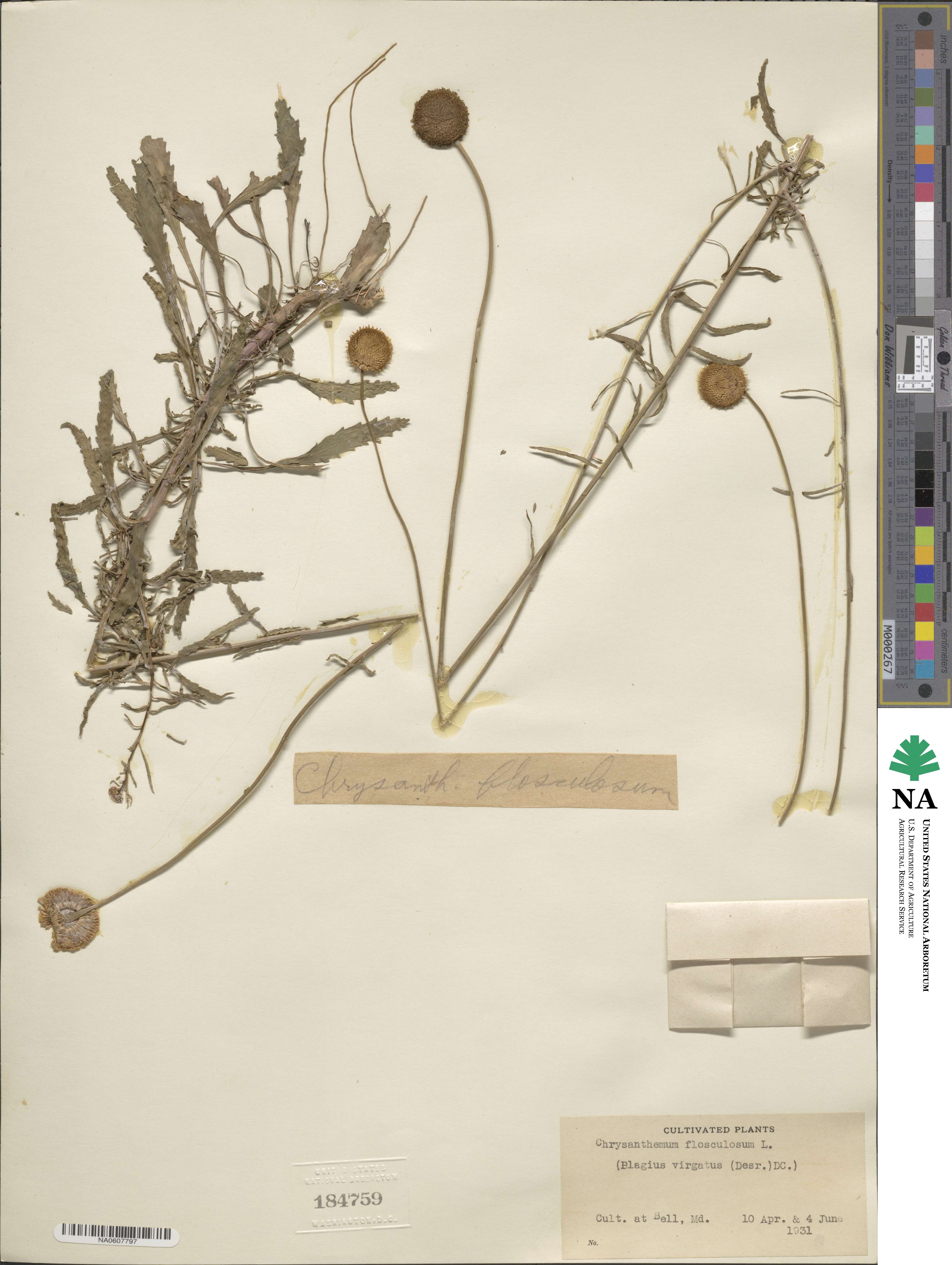 Plagius image